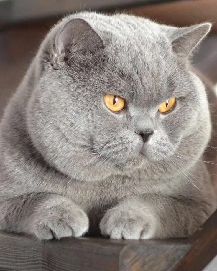 Кот британец фото цена https://www.facebook.com/pg/DougMark-Productions-1845310815736740/about/ British