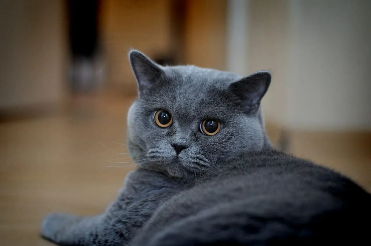 Кот британец фото цена Серые кошки британские породы: найдено 89 картинок