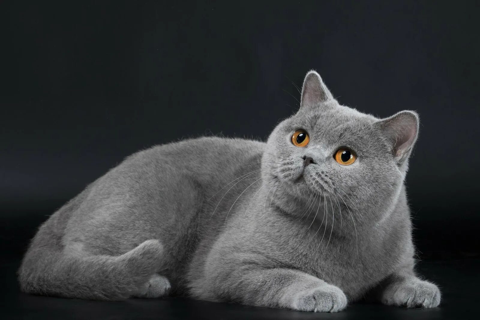 Кот британец фото цена Серые кошки британские породы: найдено 89 картинок
