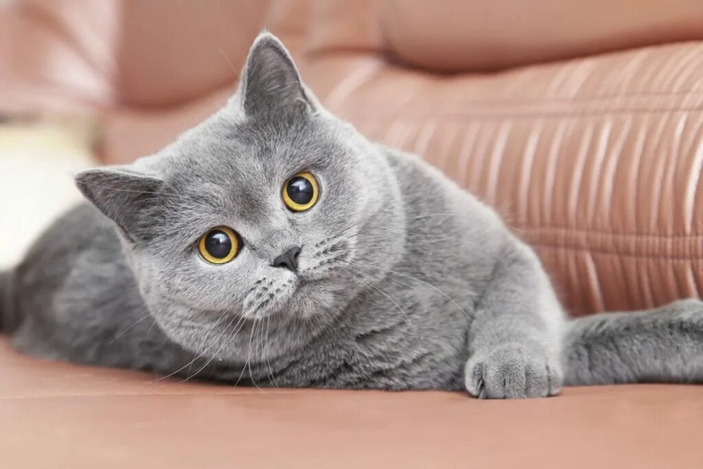 Кот британец фото цена Короткошерстные " Породы собак