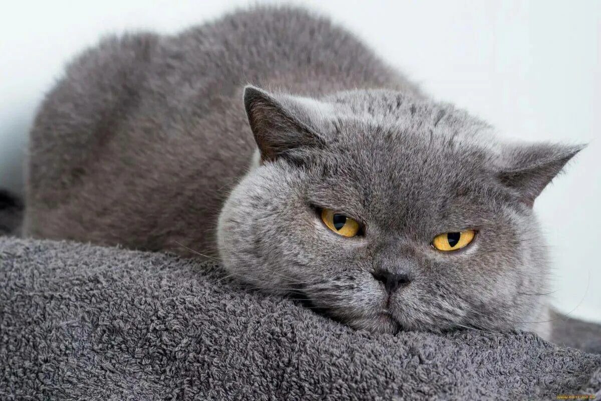 Кот британец фото цена Картинки Британская кошка (29 шт.) - #7676