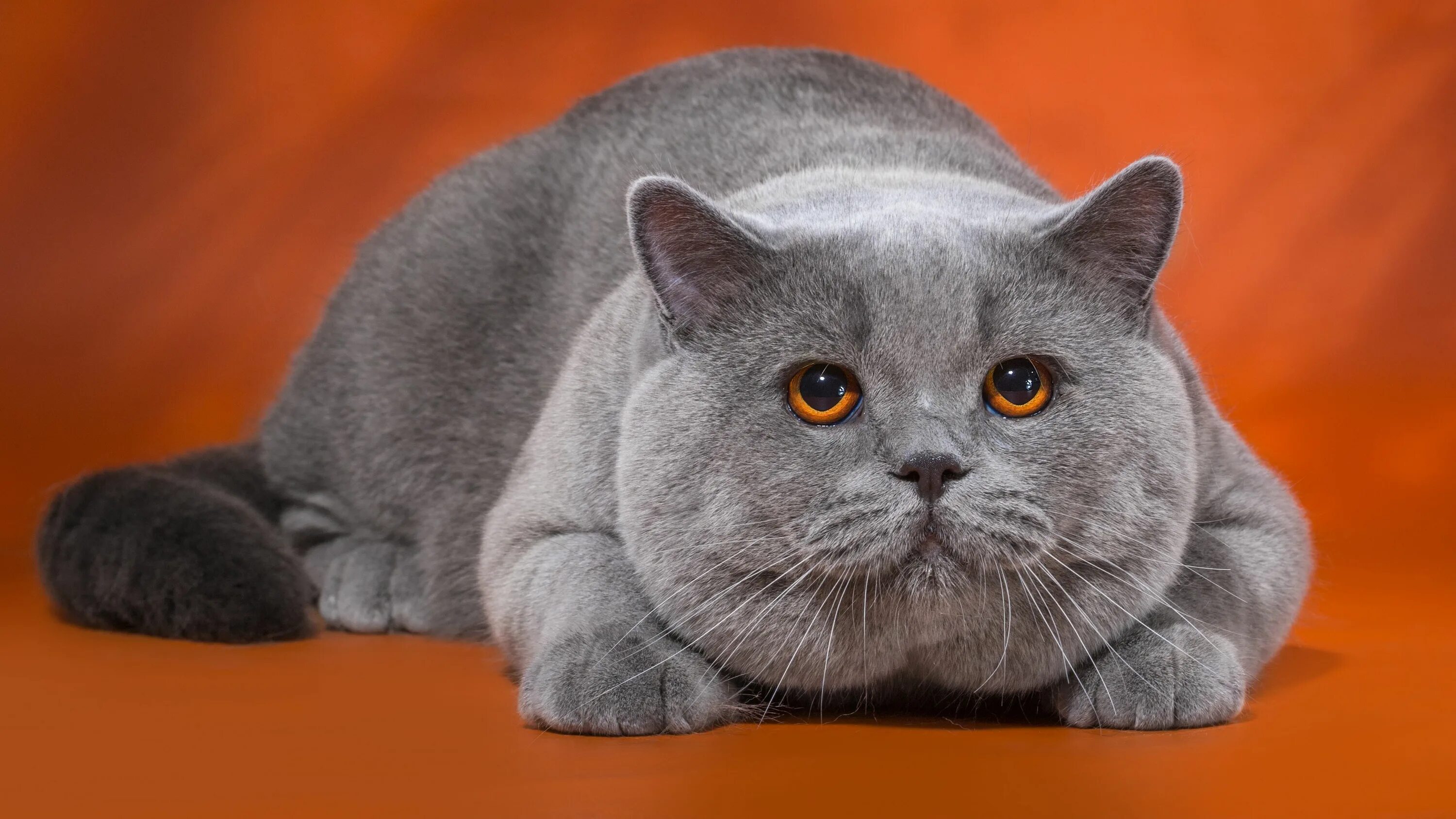 Кот британец фото цена British cat British blue cat, Cats, Blue cats