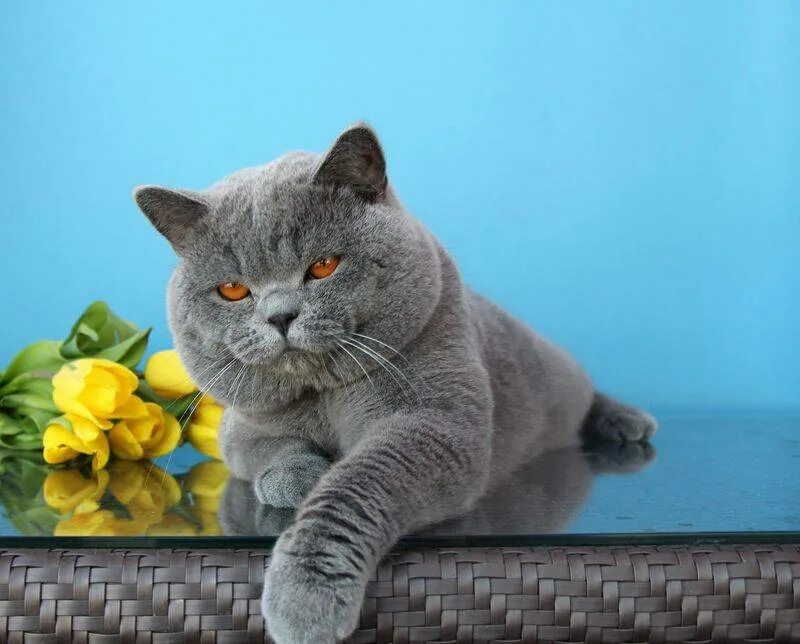 Кот британец фото цена Британские коты среди цветов Природные истории Фотогалерея природы на dia-logika