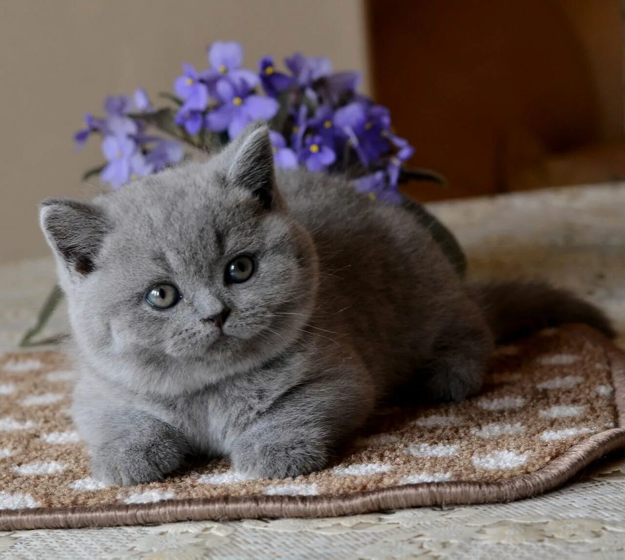 Кот британец фото цена Британские кошки хорошие: найдено 86 изображений