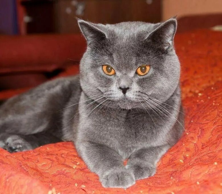 Кот британец фото цена в рублях Британский кот - купить в Кингисеппе, бесплатно, продано 23 мая 2018 - Кошки