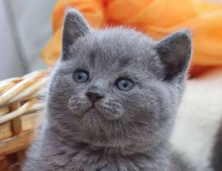 Кот британец фото цена в рублях Куплю британского котёнка - купить в Хабаровске, цена 4 000 руб., продано 20 апр