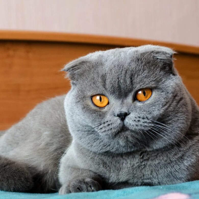 Кот британец фото вислоухий Шотландскую вислоухую кошку продам - купить в Смоленске, цена 3 000 руб., продан