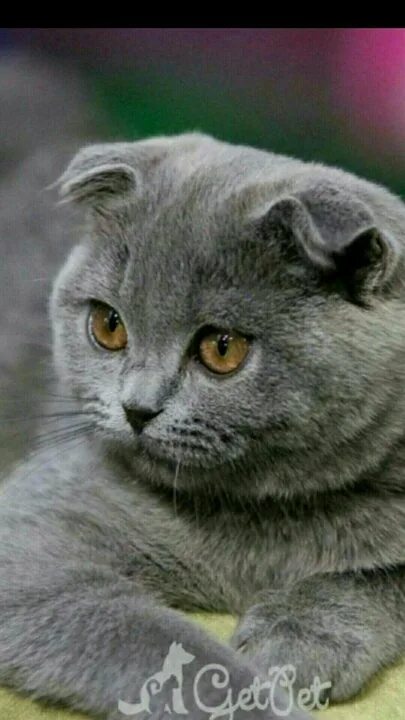 Кот британец фото вислоухий Неактивно