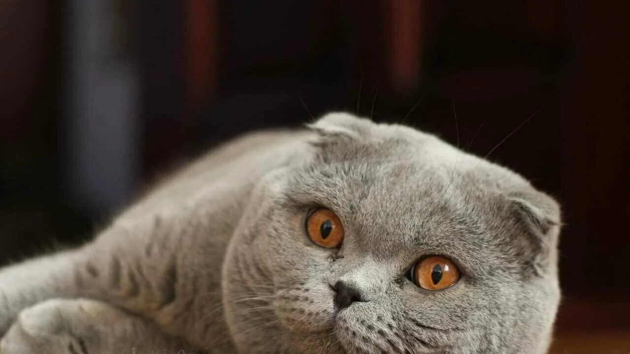 Кот британец фото вислоухий Scottish Fold - купить по низкой цене на Яндекс Маркете