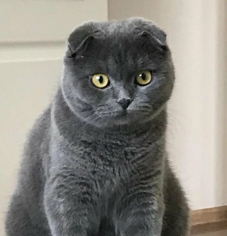 Кот британец фото вислоухий Вислоухий серый британец - Olphoto.ru