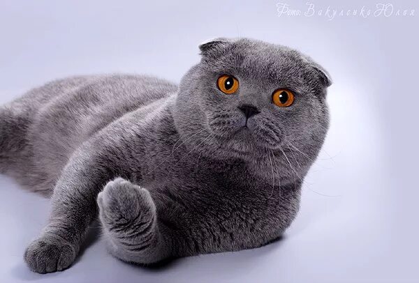 Кот британец фото вислоухий Скоттиш-фолд (Шотландская вислоухая кошка) отзывы