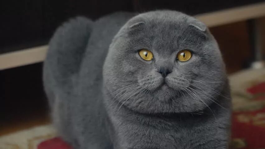 Кот британец фото вислоухий Коты: стоковое видео - видеоклипы 4K и HD Shutterstock