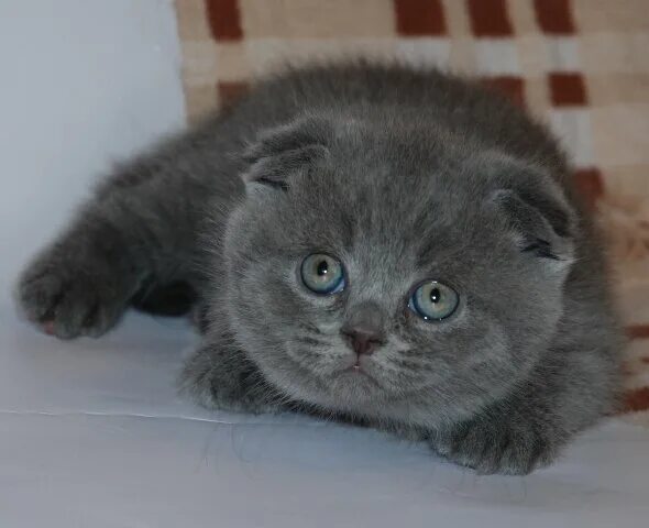 Кот британец фото вислоухий Голубые вислоухие котята