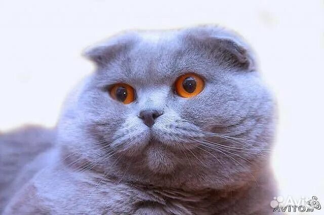 Кот британец фото вислоухий Котята купить в Ростове-на-Дону Животные и зоотовары Авито