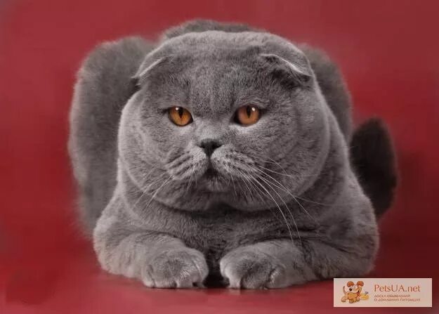 Кот британец фото вислоухий Вязка! Шотландский вислоухий кот голубого окраса приглашает кошечек - PetsUA