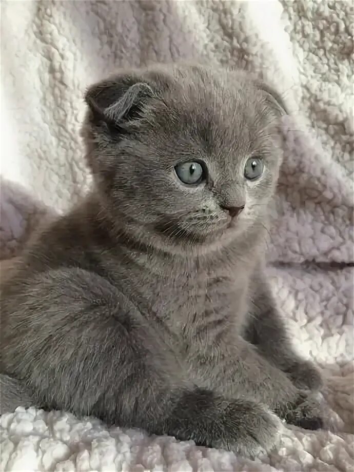 Кот британец фото вислоухий Шотландские Котята Киев - Коти в Київська область - OLX.ua