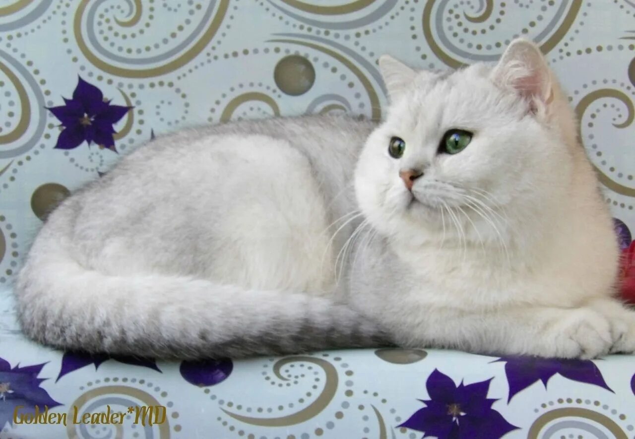 Кот британец шиншилла фото Британец на вязку в Алчевске