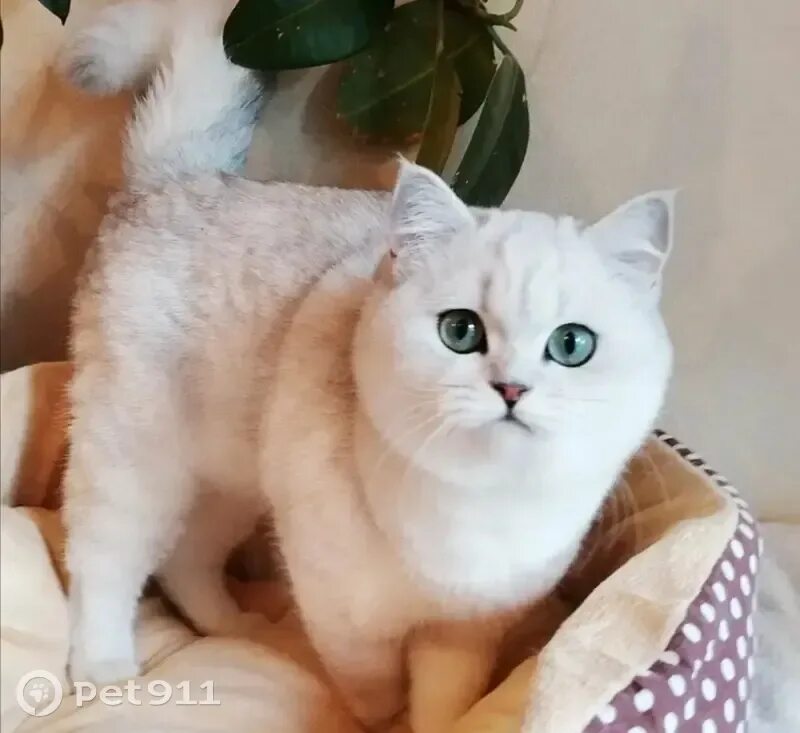 Кот британец шиншилла фото Пропала белая кошка: Сетевая ул. Pet911.ru