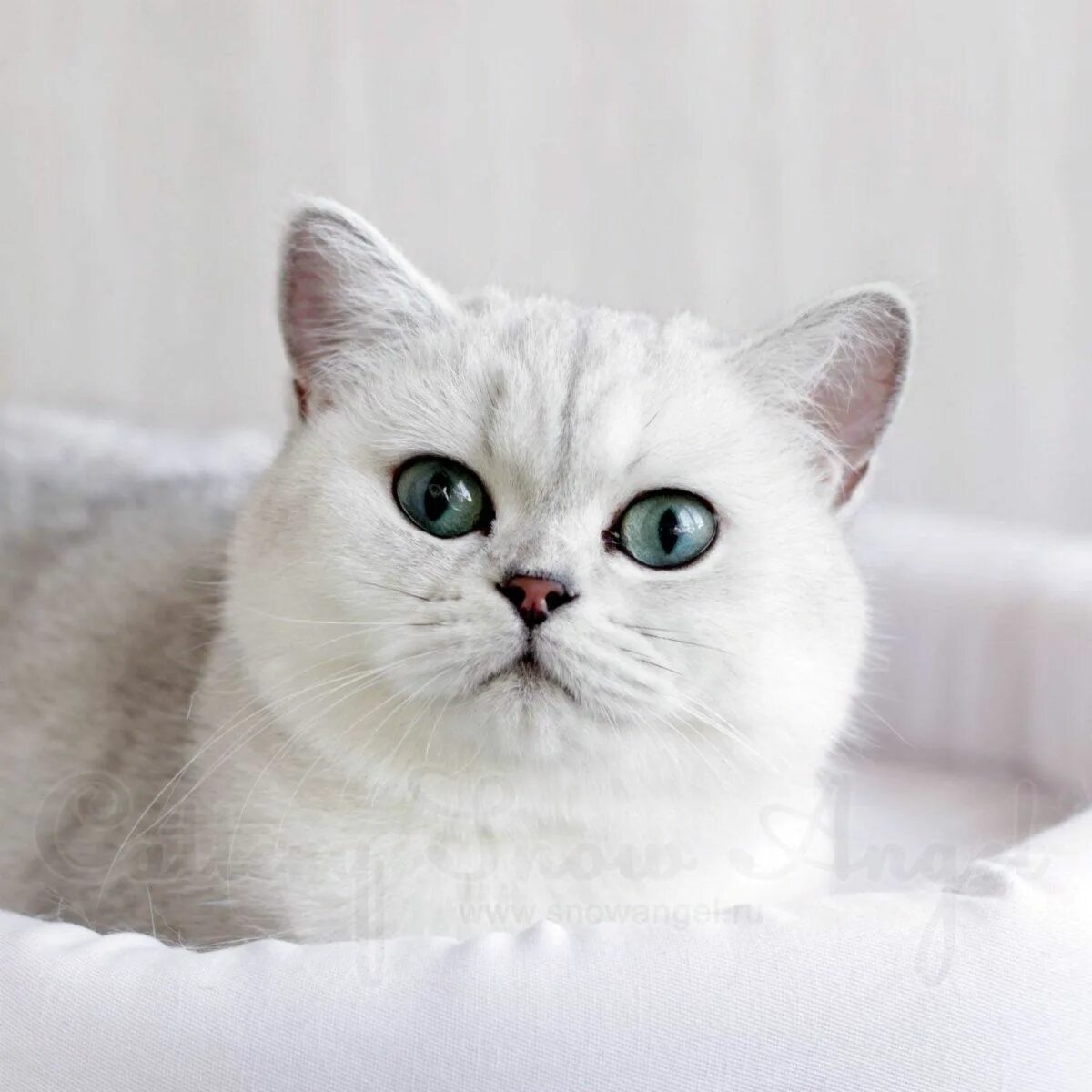 Кот британец шиншилла фото Британские кошки с изумрудными глазами окраса Шиншилла: 50 000 тг. - Кошки Алмат