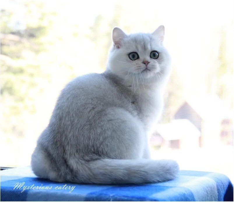 Кот британец шиншилла фото Фото британского котенка Malibu Mysterious из Московского питомника ТАИНСТВЕННОЕ