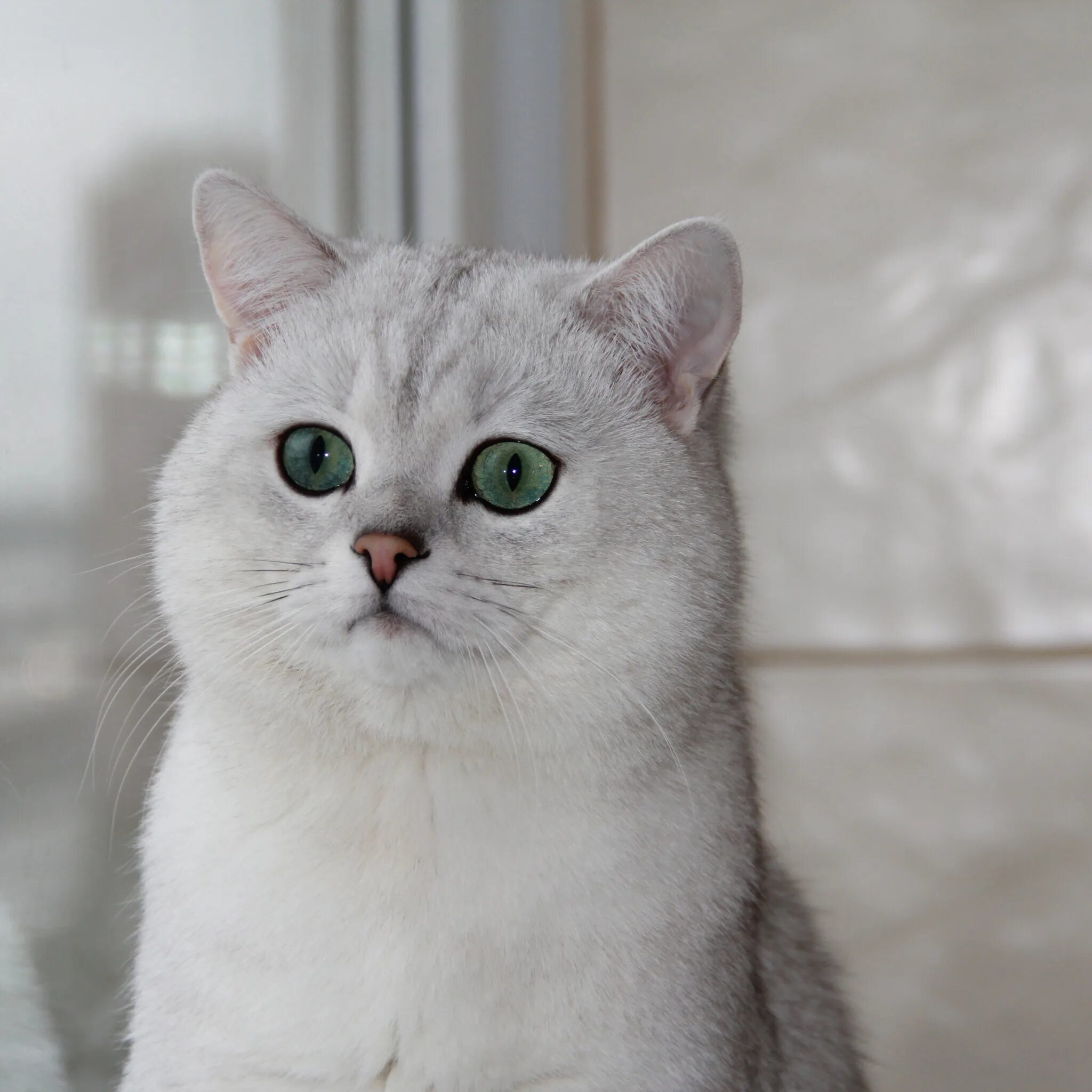 Кот британец шиншилла фото Скачать обои кошка, окно, зеленые глаза, Британская шиншилла, раздел кошки в раз