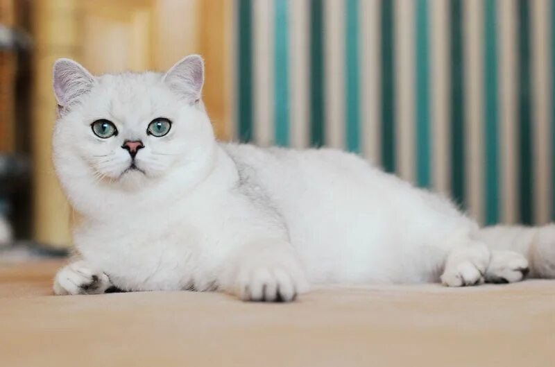 Кот британец шиншилла фото Кошки британские шиншиллы: описание породы, характер, особенности ухода, история