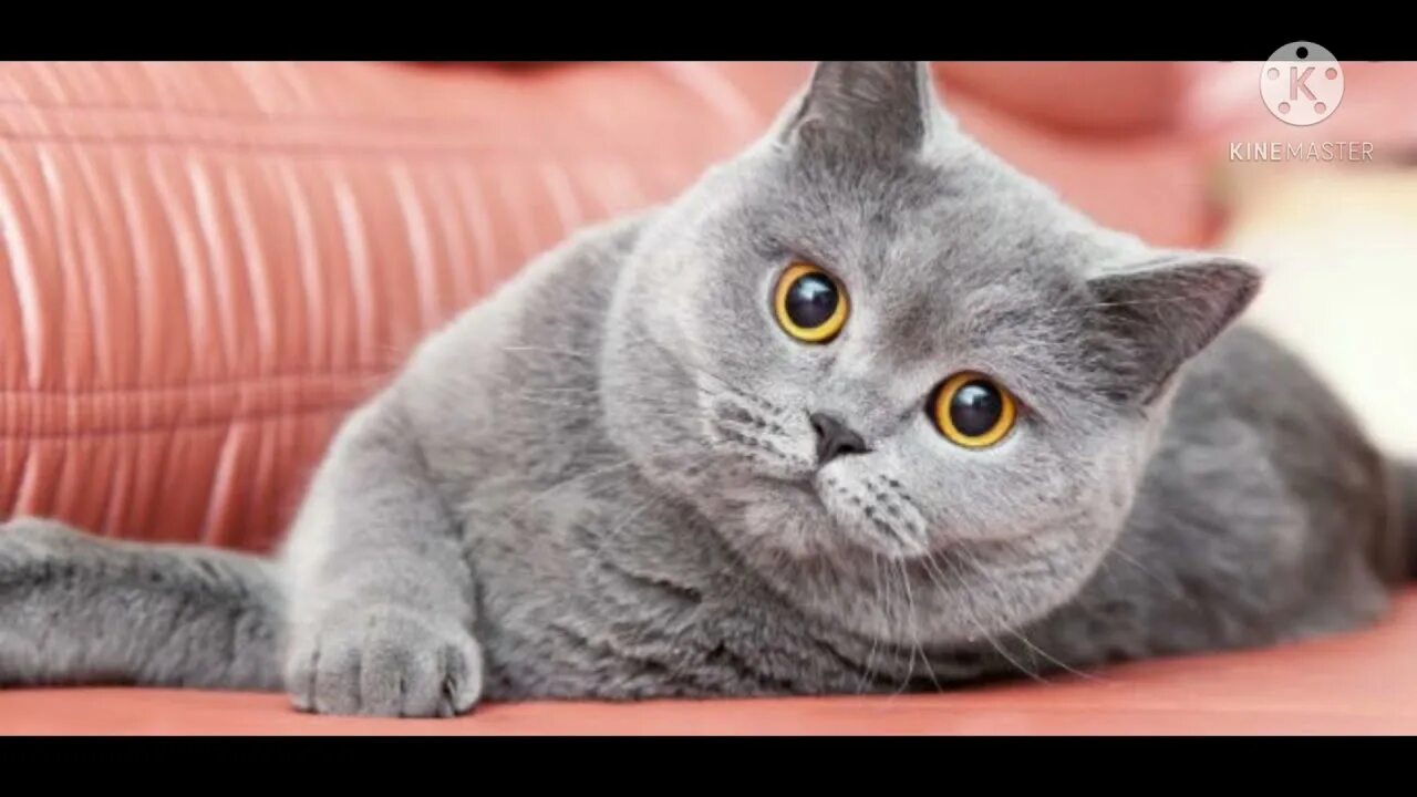 Кот британской породы фото TOP 11 THE MOST BEAUTIFUL CAT BREEDS IN THE WORLD - YouTube