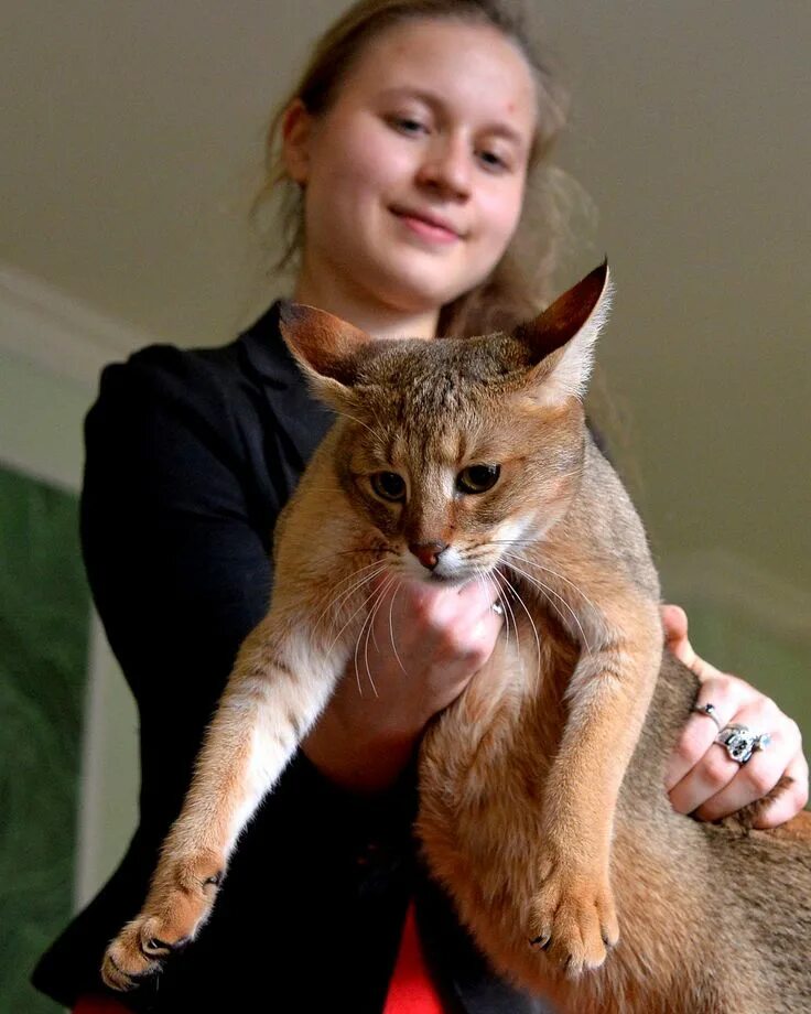 Кот чаузи фото Chausie Cat - A Unique and Exquisite Breed