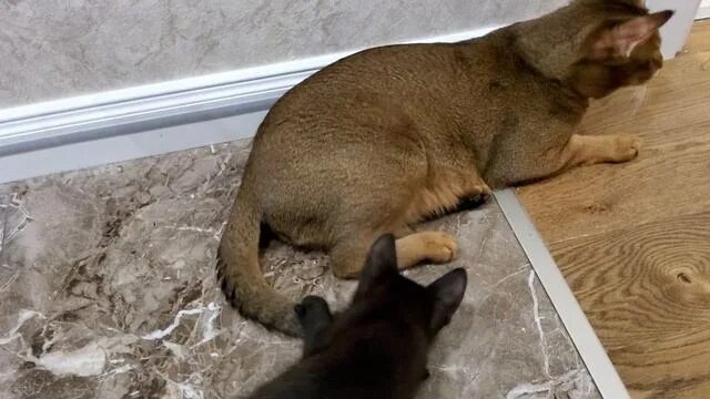 Кот чаузи фото 朝 思 пиомник породы чаузи Sunrise chausie cat kitten купить продажа котята больша