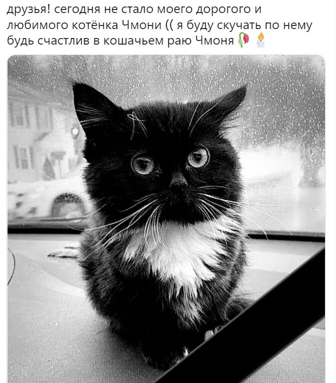 Кот чмоня фото Чмоня (маленький русский кот) - что за мем и откуда котенок Чмоня