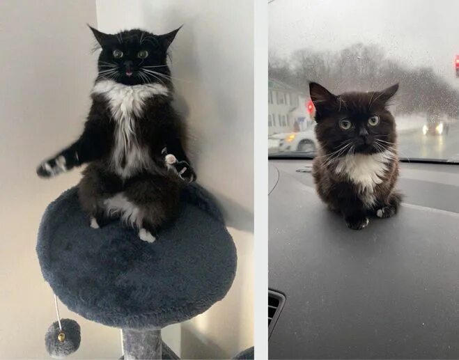 Кот чмоня фото "Маленький русский кот"," Котёнок Чмоня" - что за мем, откуда пошёл?
