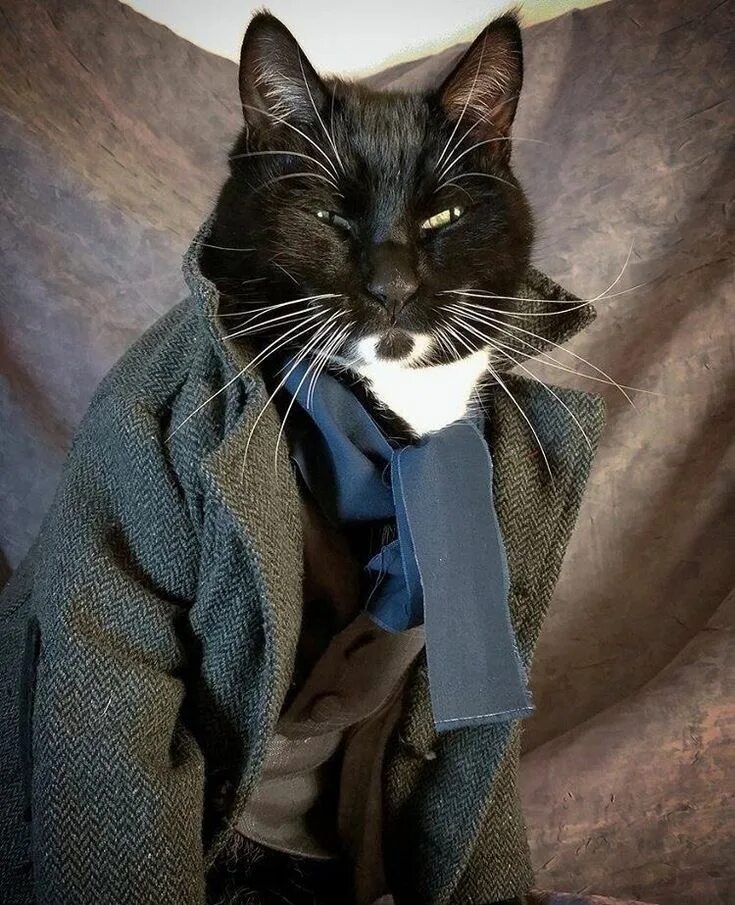 Кот детектив фото Pin by Марина on Животные Cat cosplay, Cats, Feline