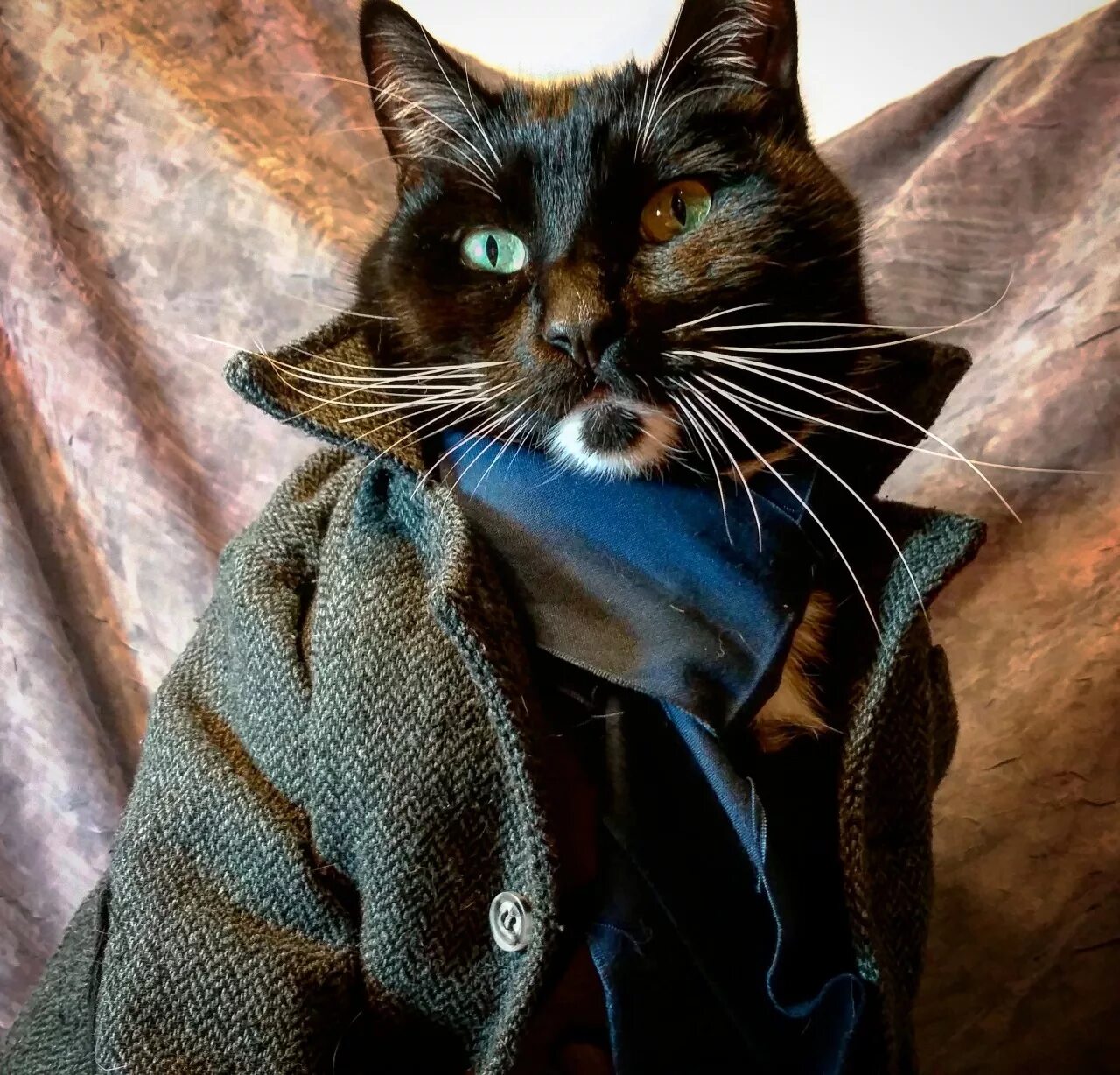 Кот детектив фото Cat Cosplay of the Feline variety. - "When you have eliminated the impossible, w