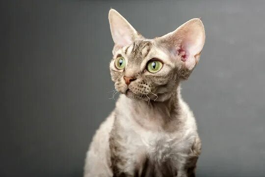 Кот девон рекс фото Devon Rex Зображення - огляд 6,812 Стокові фото, векторні зображення й відео Ado