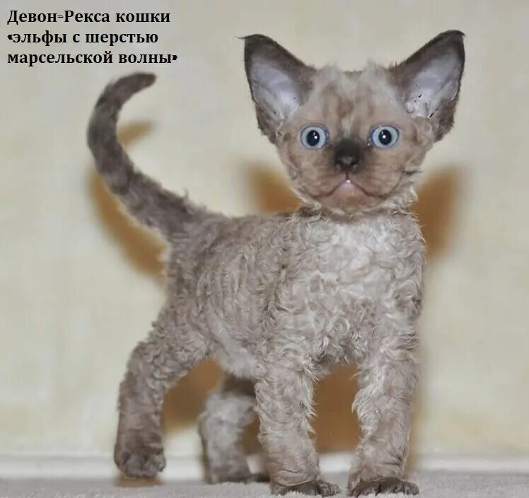 Кот девон рекс фото Девон-Рекса кошки "эльфы с шерстью марсельской волны"