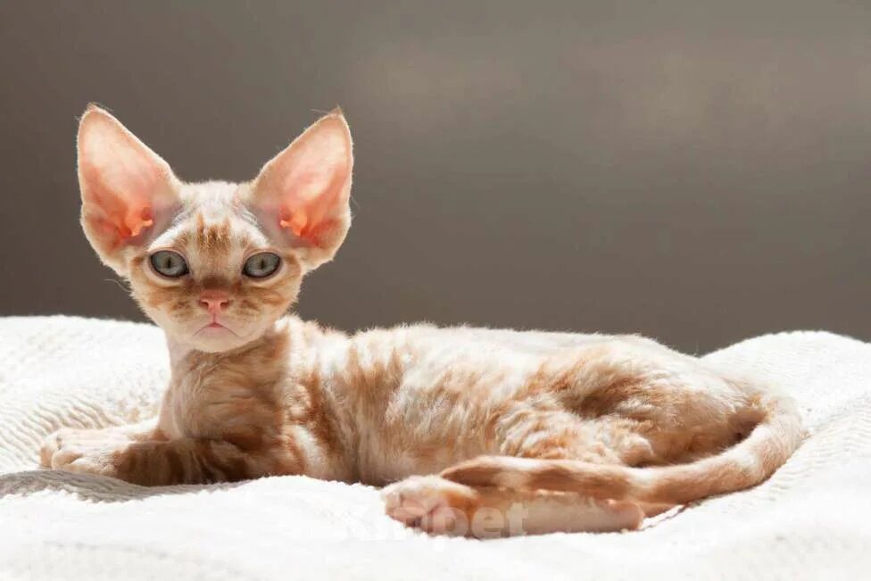 Кот девон рекс фото Куплю котенка девон рекс! - купить, продать или отдать на Kinpet