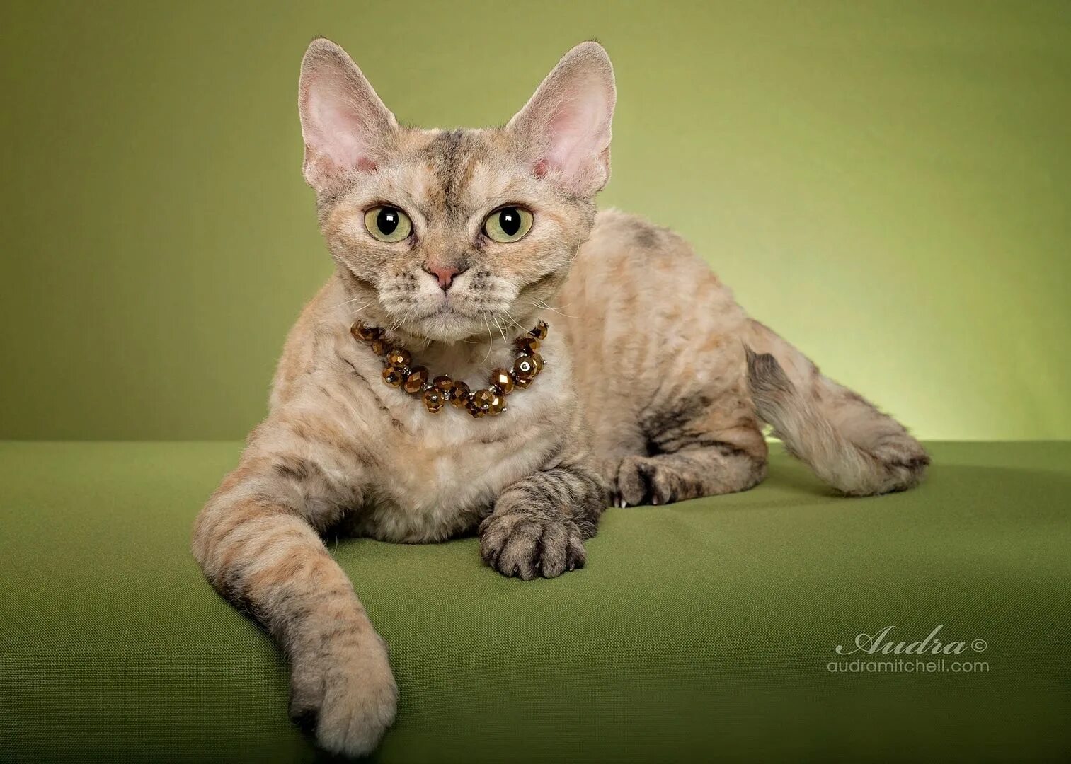 Кот девон рекс фото Devon Rex Heaven