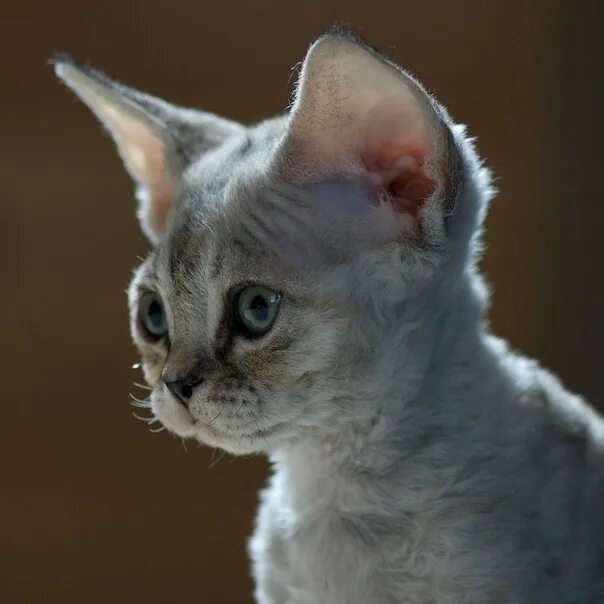 Кот девон рекс фото ДЕВОН РЕКС #кошки #котята #коты #кот #cats# девон #девонрекс #devonrex #devon 20
