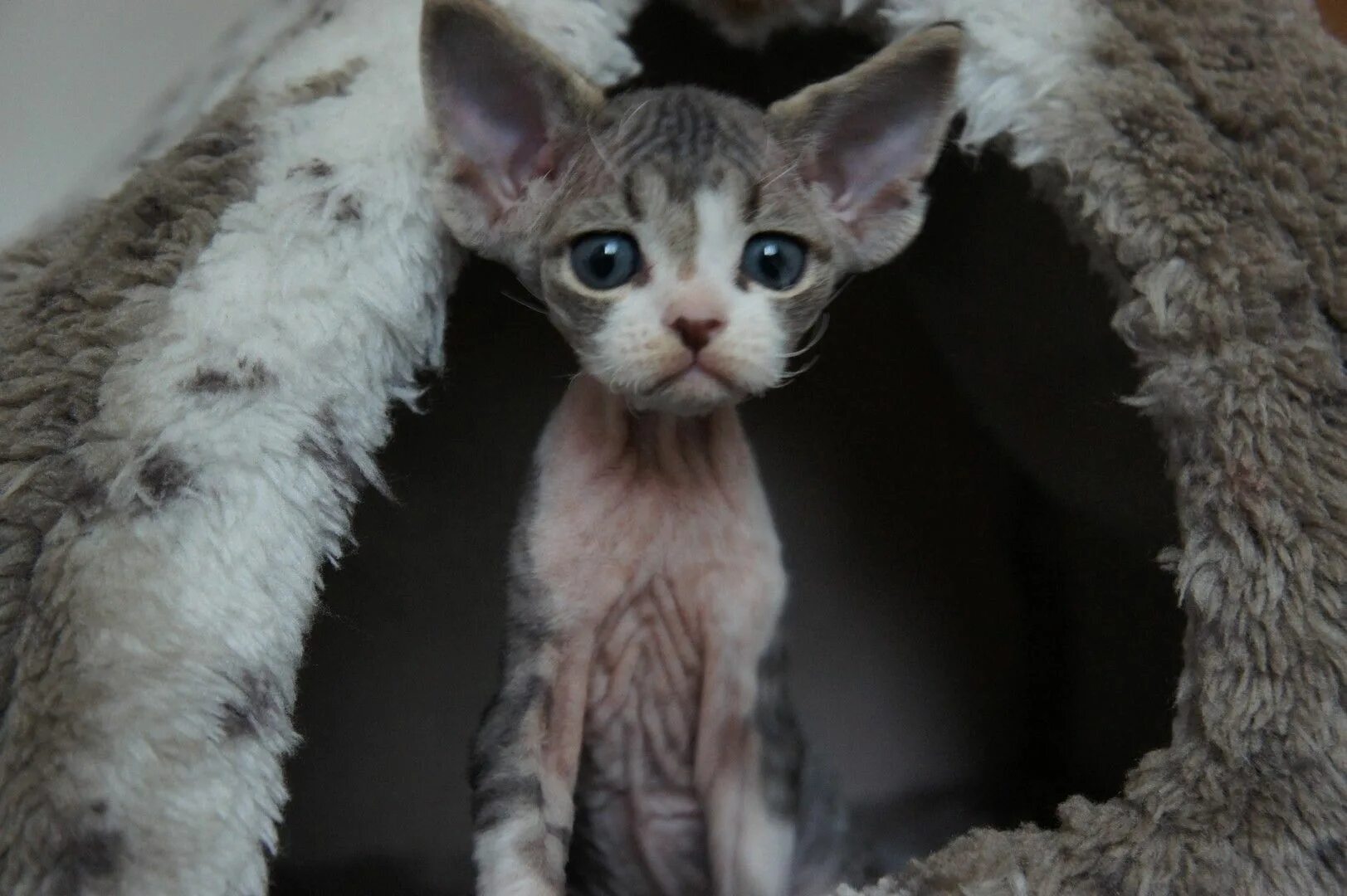 Кот девон рекс фото HD Devon Rex wallpaper