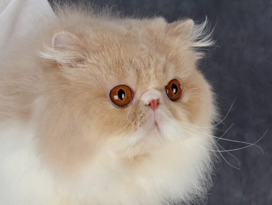 Кот экстремал фото Exotic cats, persian cats, exotic kittens: C-MATRIX EXOTIC CATTERY " C-MATRIX Vi