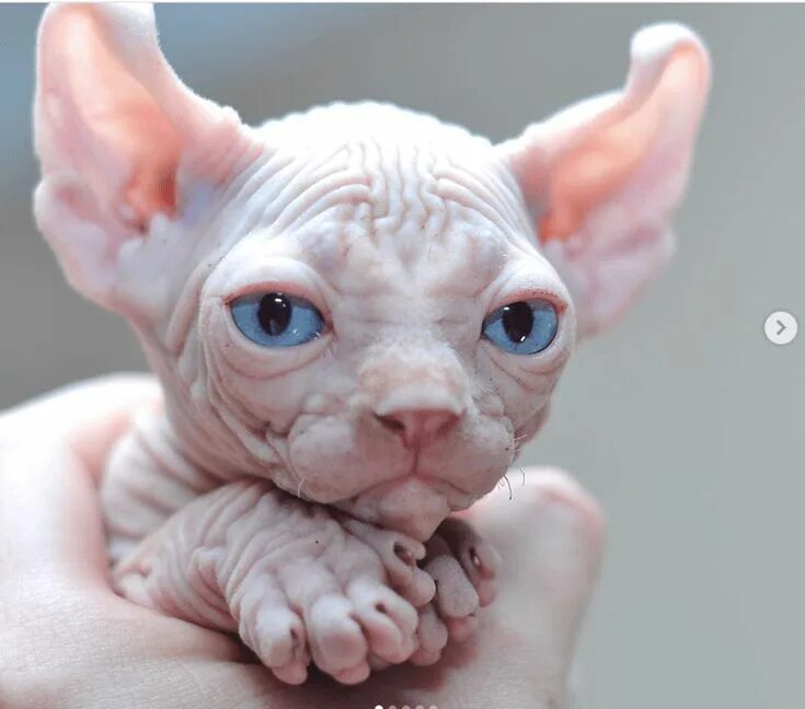 Кот эльф фото These Sphynx Babies Will Instantly Melt Your Heart Cute hairless cat, Sphynx cat