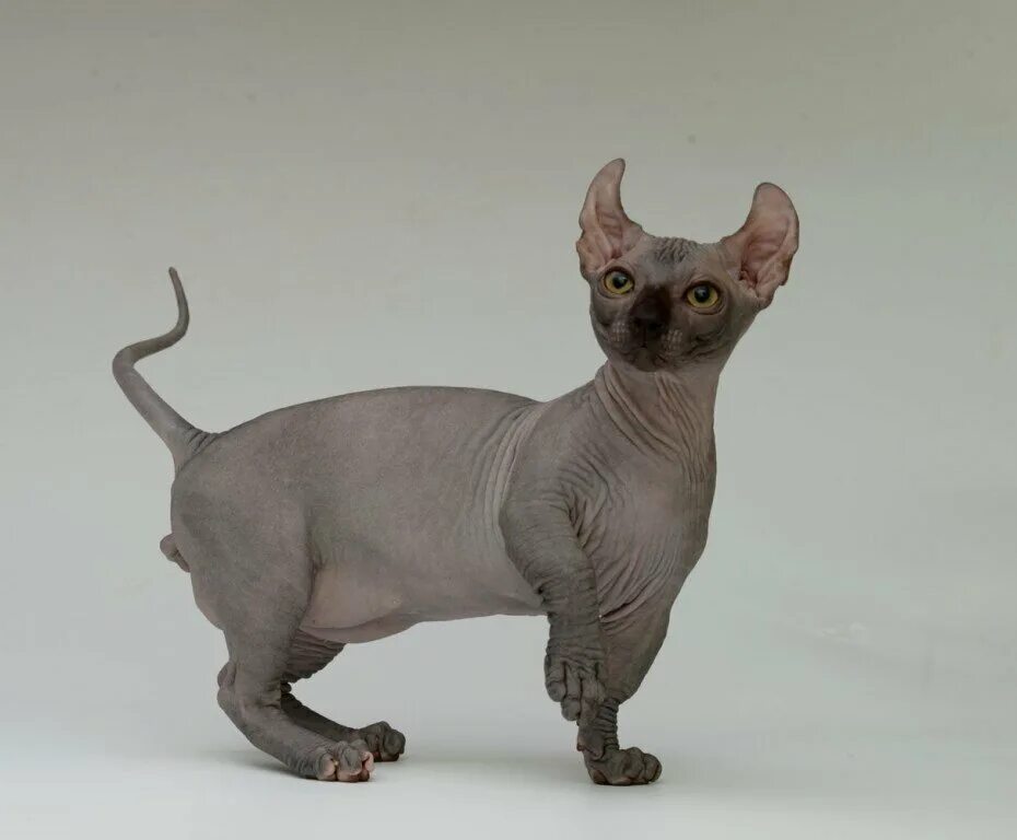 Кот эльф фото 20 шикарных кошек, которые стоят целое состояние КоТ. Только лучшее о хвостатых!