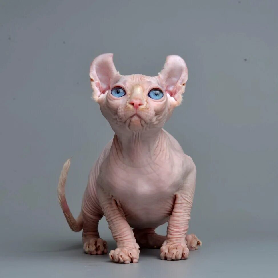 Кот эльф фото Котята-эльфы. Большеухие красавцы (8 умилительных фото). Кошки. Милые и беспощад