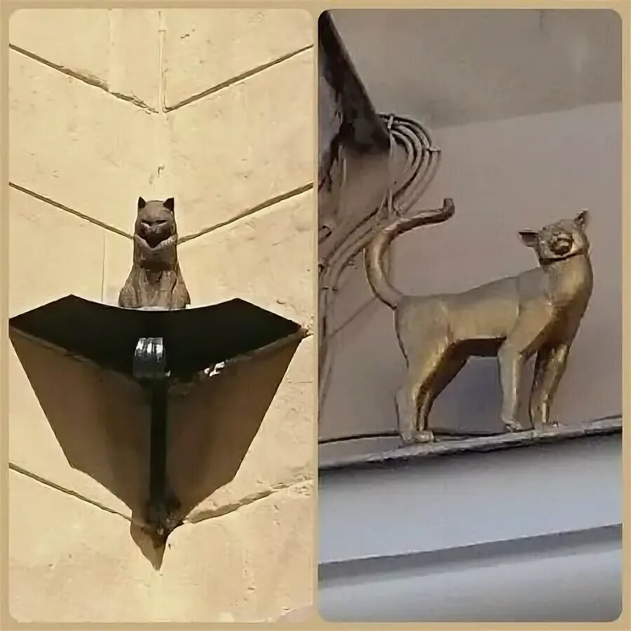 Кот елисей малая садовая ул 8 фото Кот и кошка - Picture of Cats Elisey and Vasilisa, St. Petersburg - Tripadvisor