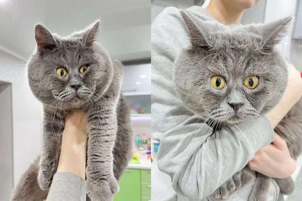 Кот федя фото Заработал себе - помоги другому": Сколько вечно удивленный кот Федя зарабатывал 