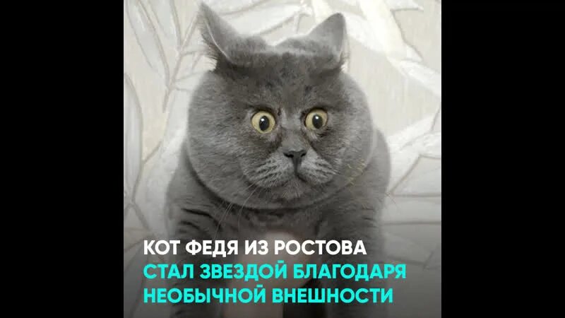 Кот федя фото Вечно удивленный кот Федя из Ростовской области стал мировой знаменитостью: коли
