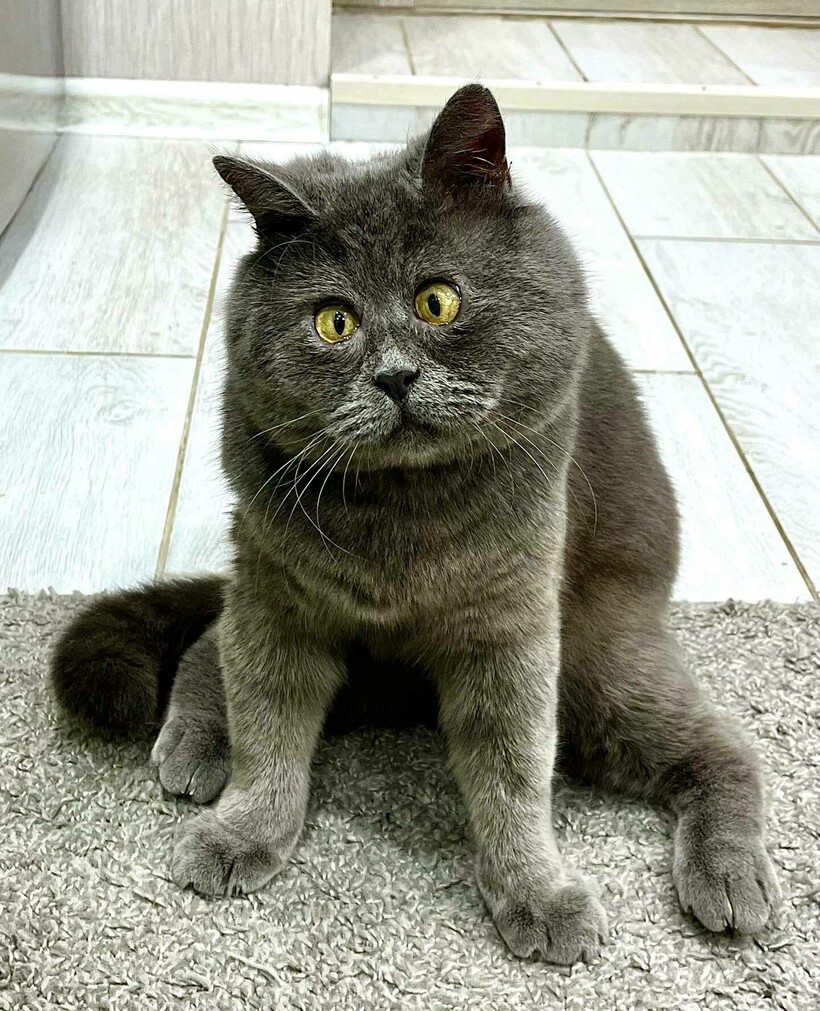 Кот федя фото 16 фото ростовского кота Феди, который покорил соцсети