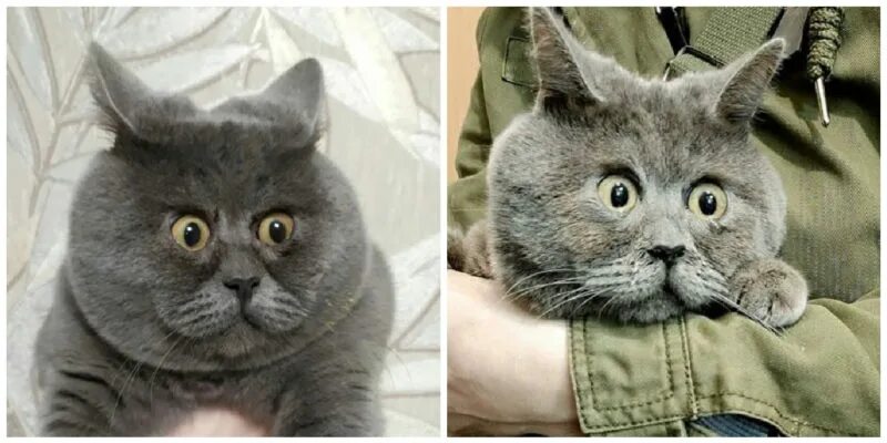 Кот федя фото Ростовский кот Федя стал знаменит на весь мир благодаря вечно удивленному выраже
