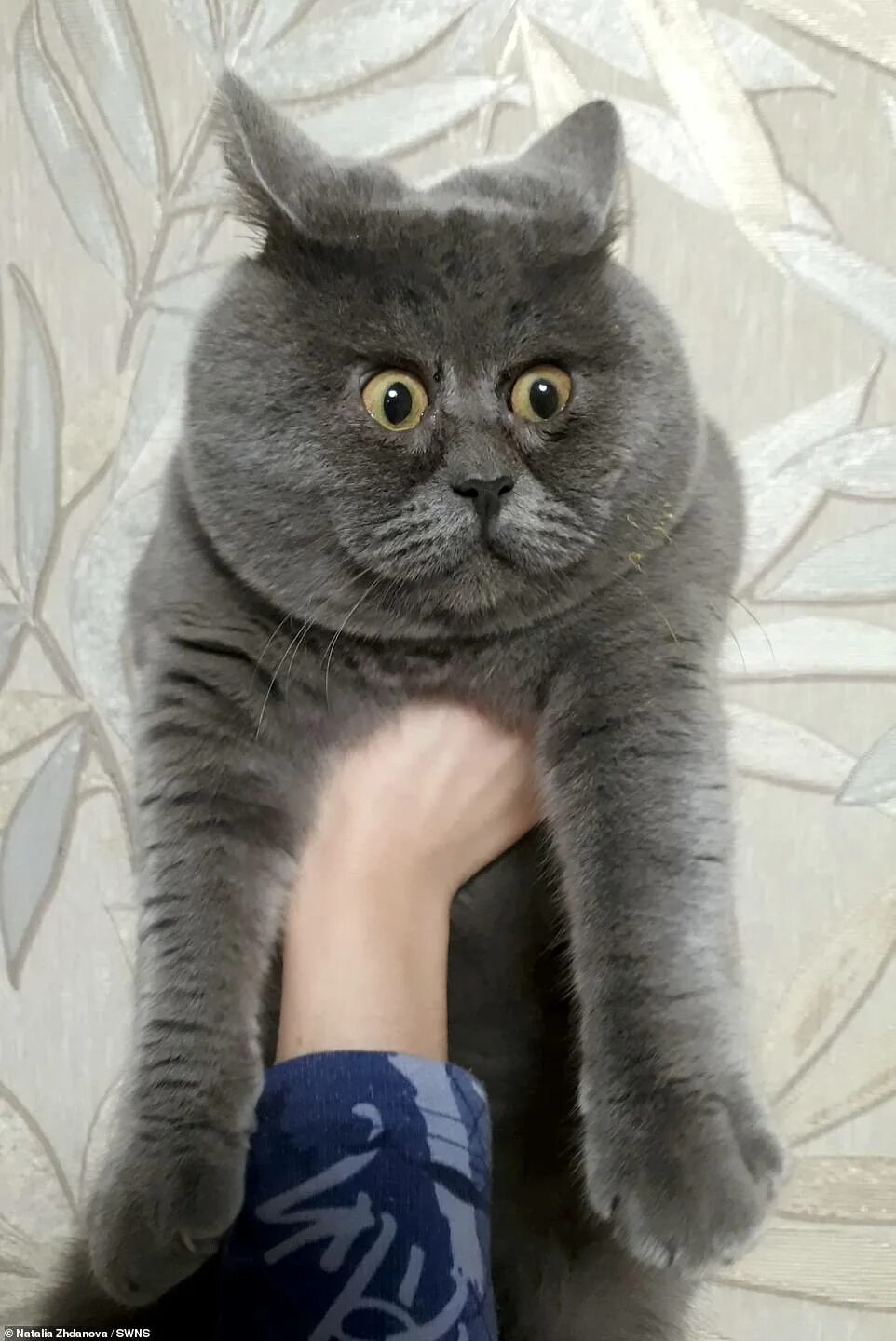 Кот федя из ростова фото He's got cat-titude! Feline who looks permanently startled becomes a social medi