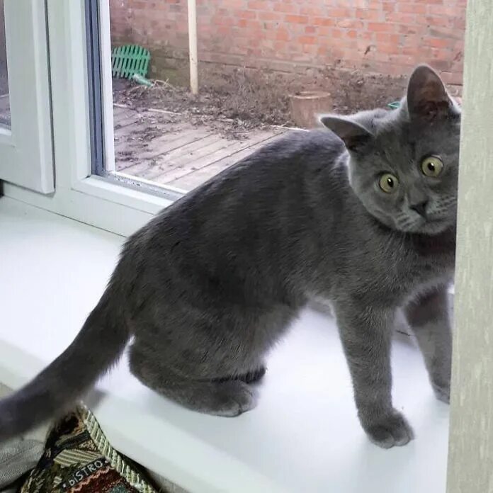 Кот федя из ростова фото Fedya - The Unique Looking Cat With An Adoptive Father Cat in 2021 Cats, Unique 
